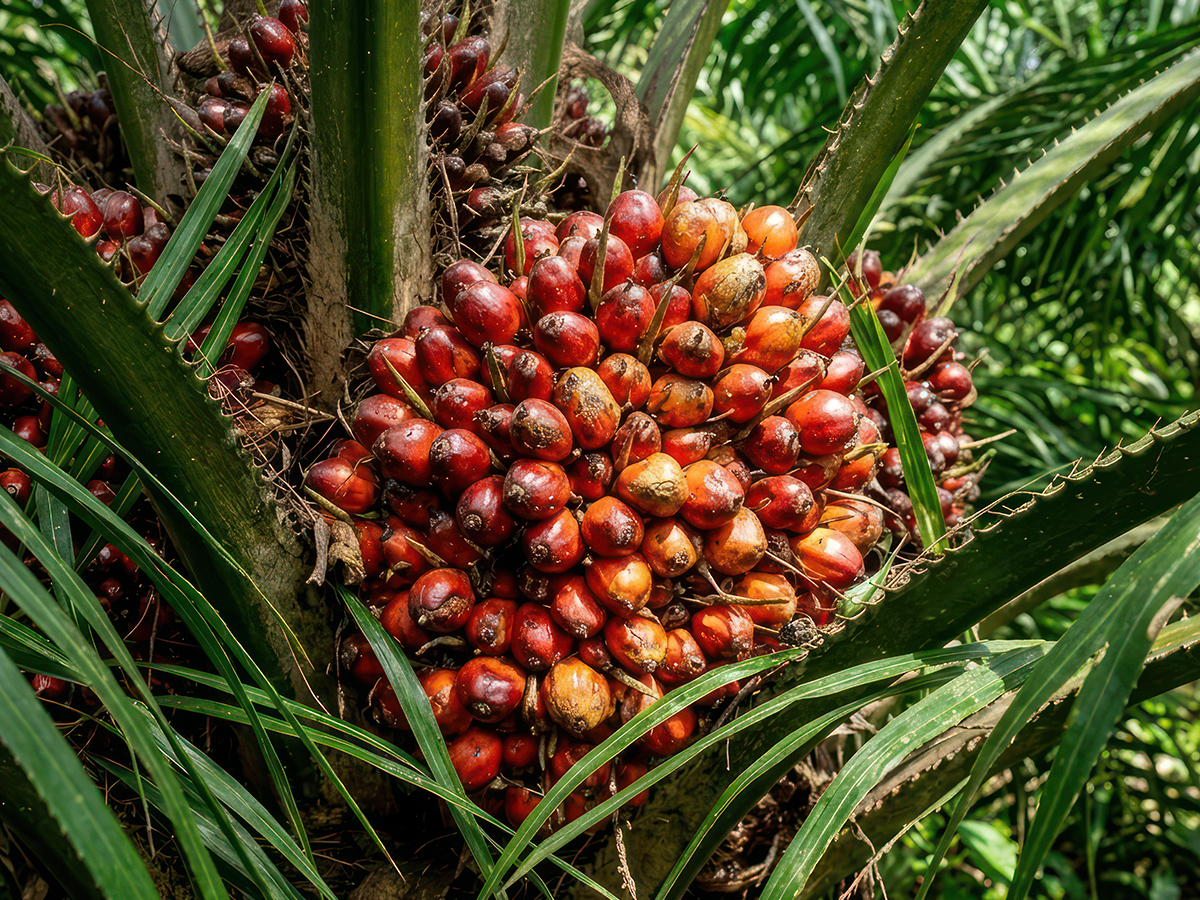 Commodity trading and essential goods supply